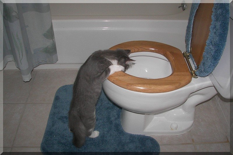 http://cs.pikabu.ru/images/big_size_comm/2012-01_2/13261006527397.jpg