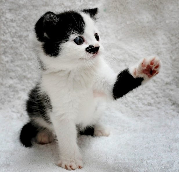 http://cs.pikabu.ru/images/big_size_comm/2012-06_5/13404904874313.jpeg