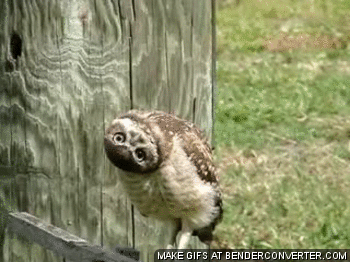 1372616127234.gif