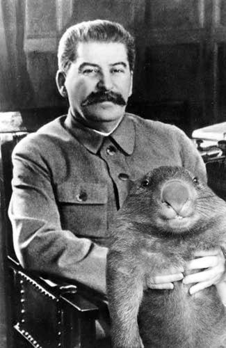 Вомбат!