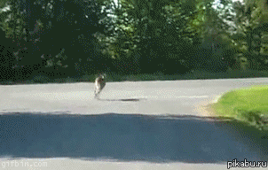 Fuck yeah Пикабу