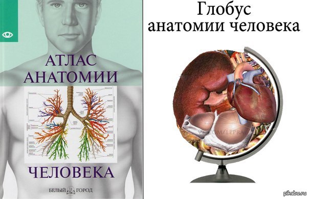 Про анатомию статусы Про анатомию статусы