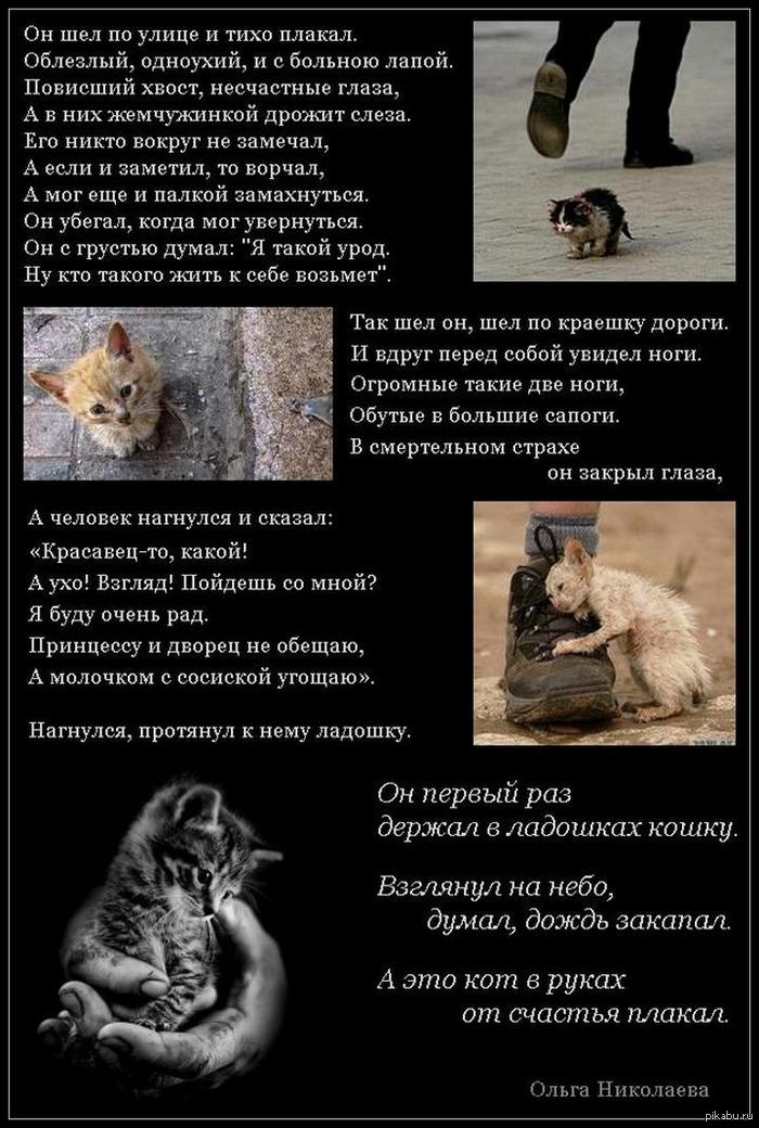 Уродливый стих про кота Уродливый стих про кота