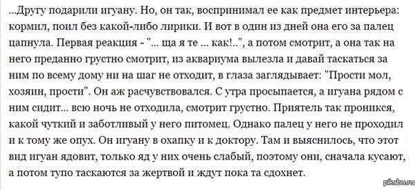 Подарили моему другу игуану Подарили моему другу игуану