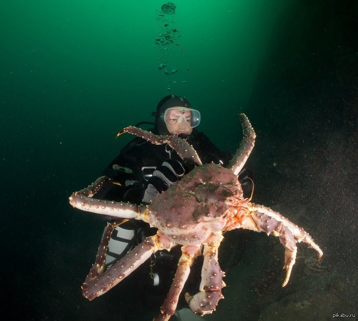 когда ловят краба в охотском море когда ловят краба в охотском море