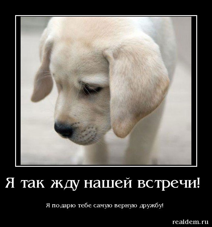 самые смешные собаки фото в мире онлайн самые смешные собаки фото в мире