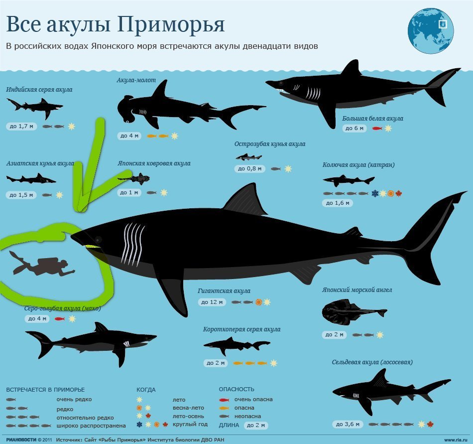 Опасные акулы в Приморье (инфографика) | Пикабу