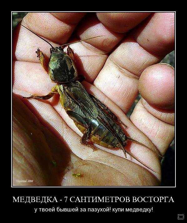 Как сделать приманку для капустянки, как бороться с медведкой на дачном участке, изучаем способы Как сделать приманку для капустянки, как бороться с медведкой на дачном участке, изучаем способы