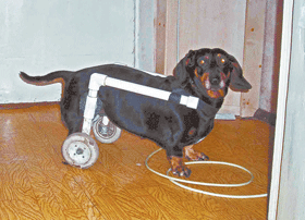 Такса на колёсиках :) | Пикабу