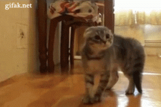 http://cs.pikabu.ru/images/big_size_comm/2012-11_3/13529919403119.gif