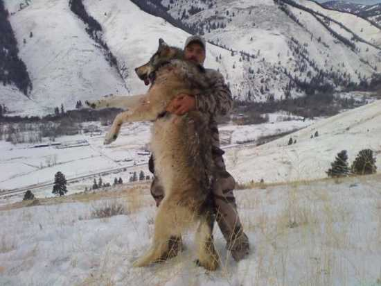 Самый крупный волк в мире - 71 фото