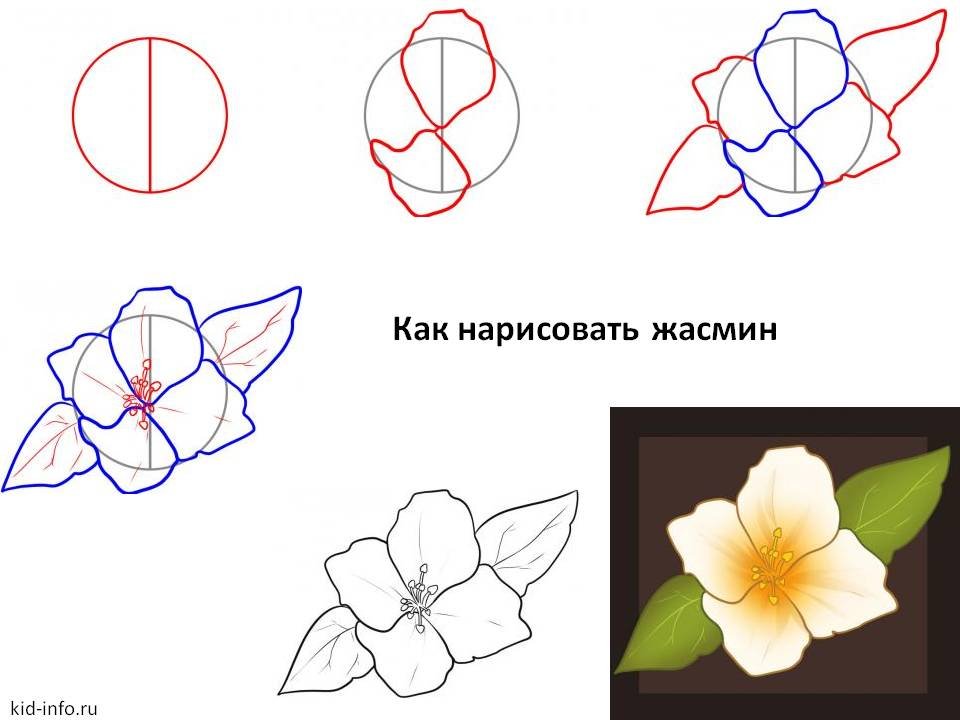 Как можно нарисовать цветы. Поэтапное рисование цветы. Схемы рисования цветов. Цветы рисунок поэтапно. Поэтапное рисование карандашом цветы.