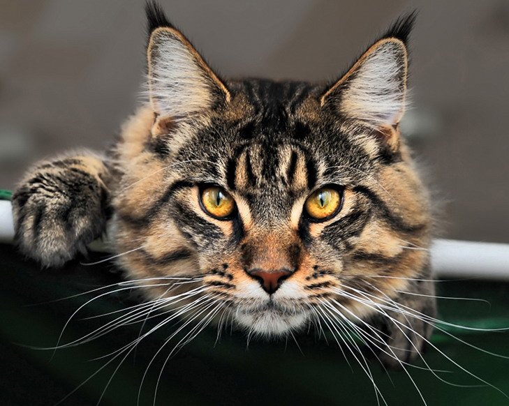 сибиряки коты фото онлайн сибиряки коты фото