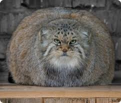фото самые красивые коты мира