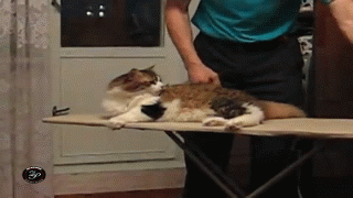 13763291972605.gif