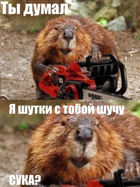 фото бобра приколы онлайн фото бобра приколы