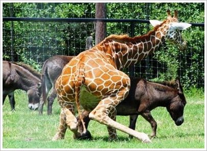 Как Ебутся Жирафы