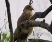 13788936609382.gif