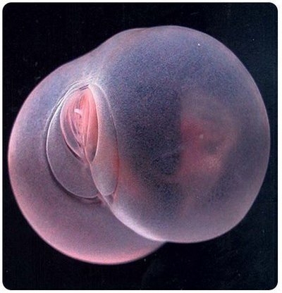 pornuha-krasiviy-zhenskiy-zad-foto-bistro-porno