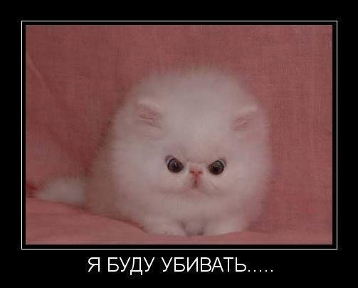 альбинос ежик фото онлайн альбинос ежик фото