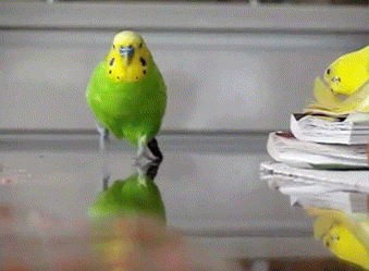 https://cs.pikabu.ru/images/big_size_comm/2013-11_6/13856280355562.gif