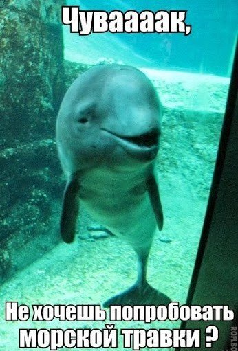 Дельфин употребляет наркотики тор браузер спецслужбы hydraruzxpnew4af