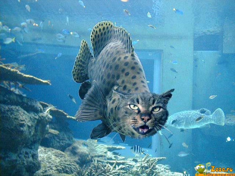 Рыба Кот Фото