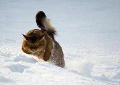 чик трак я в домике что это. Смотреть фото чик трак я в домике что это. Смотреть картинку чик трак я в домике что это. Картинка про чик трак я в домике что это. Фото чик трак я в домике что это