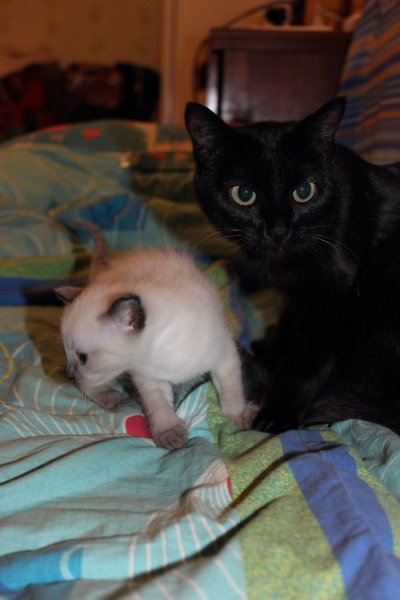 ����������� � �����������