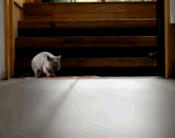 !  -  . 