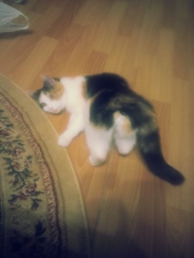 Иллюстрация к комментарию