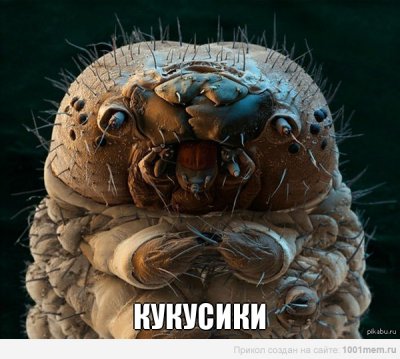 Как выглядит гусеница под микроскопом. Смотреть фото Как выглядит гусеница под микроскопом. Смотреть картинку Как выглядит гусеница под микроскопом. Картинка про Как выглядит гусеница под микроскопом. Фото Как выглядит гусеница под микроскопом
