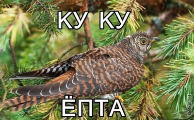 Что такое куку епта. Смотреть фото Что такое куку епта. Смотреть картинку Что такое куку епта. Картинка про Что такое куку епта. Фото Что такое куку епта