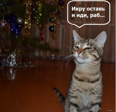 13893411624215 довольная моська что это