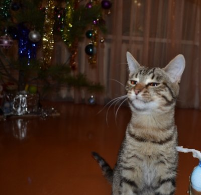 13893582329477 довольная моська что это