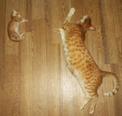 ����������� � �����������