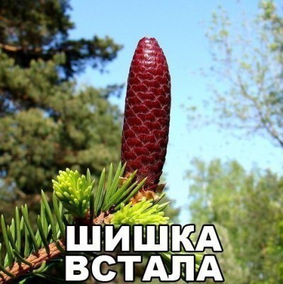Шишка дымится что значит выражение. Смотреть фото Шишка дымится что значит выражение. Смотреть картинку Шишка дымится что значит выражение. Картинка про Шишка дымится что значит выражение. Фото Шишка дымится что значит выражение