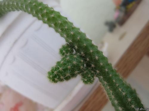 � �������� ����� ������