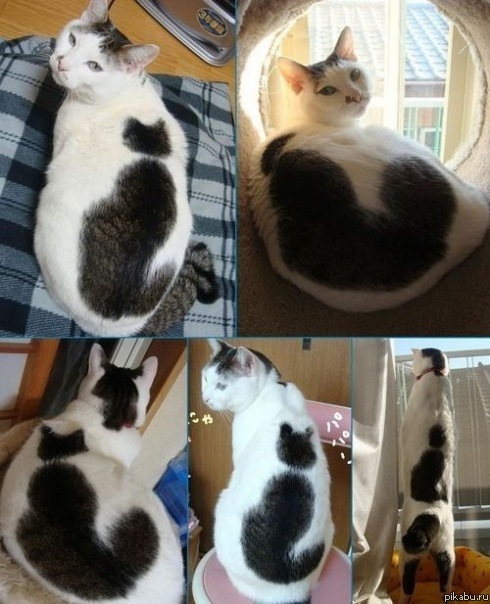 Кот, у которого на спине кот) | Пикабу