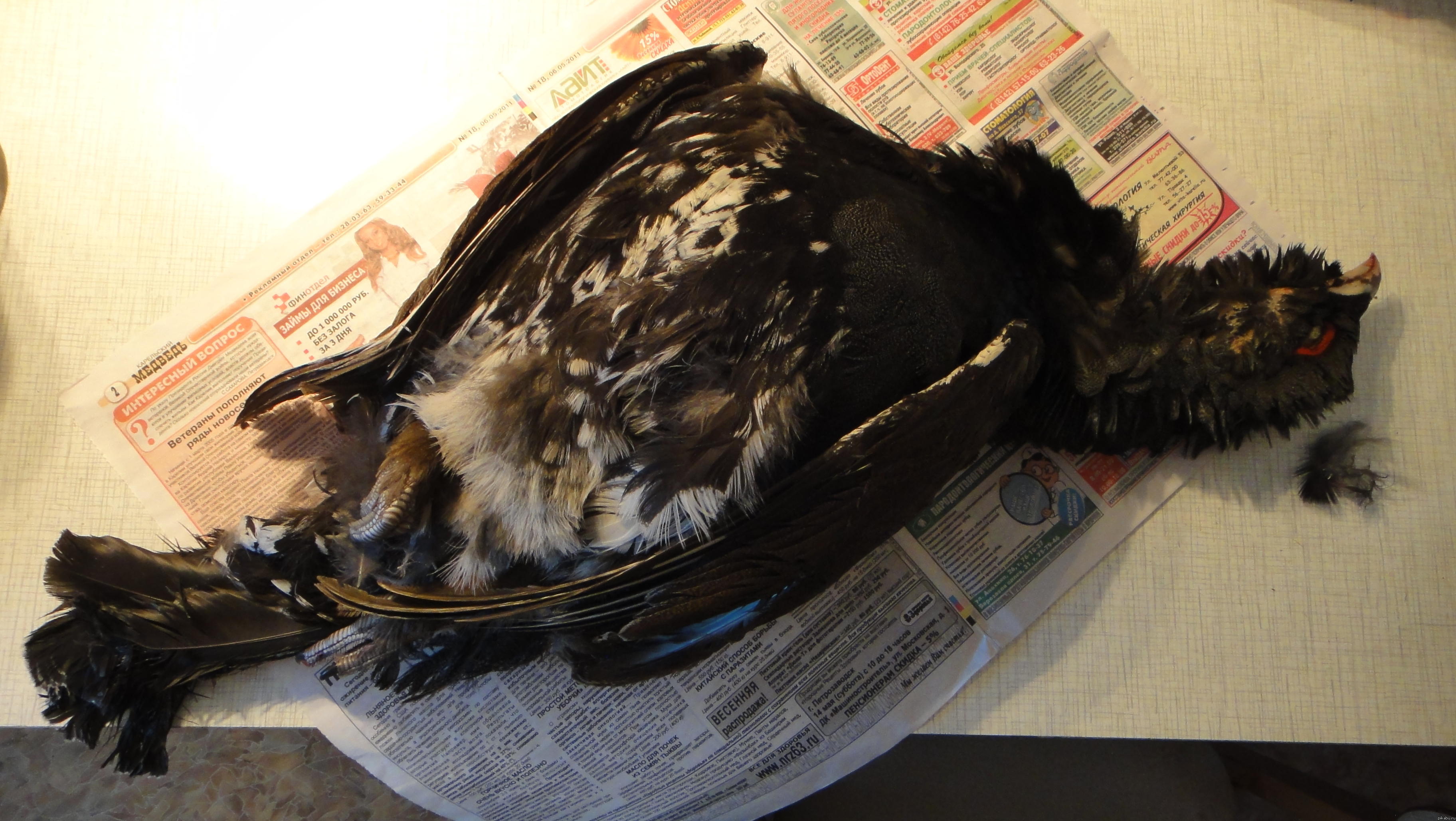 А приготовлю-ка я его на ужин :-Ь