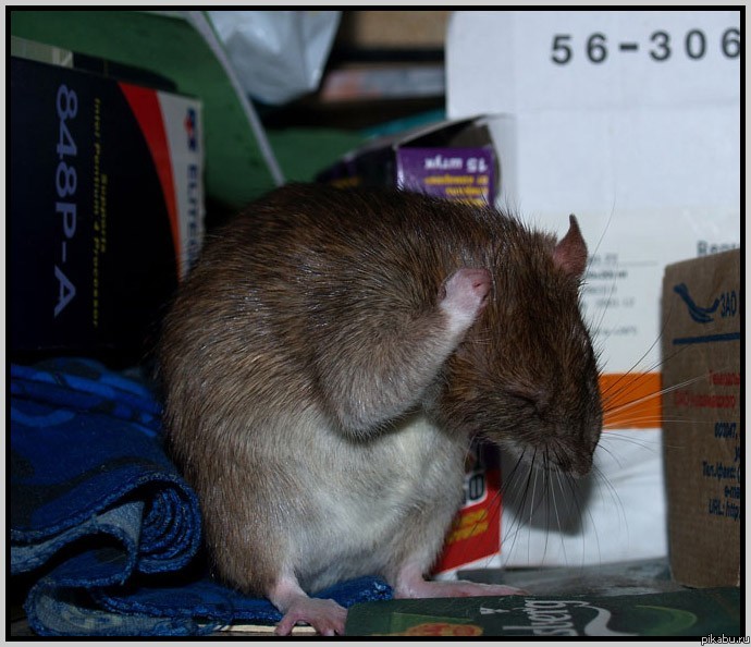 Опять сосед со своим ремонтом!