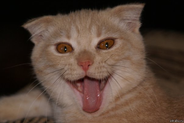 Зловещий смех котэ