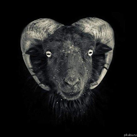 Морда из темноты