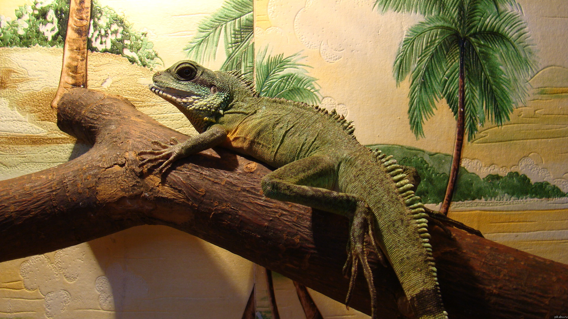 Ящер Были сегодня с сыном в террариуме ... Какие там милые твари :)