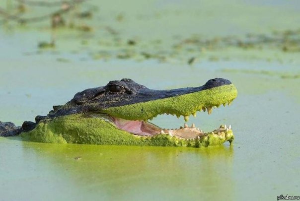 alegator