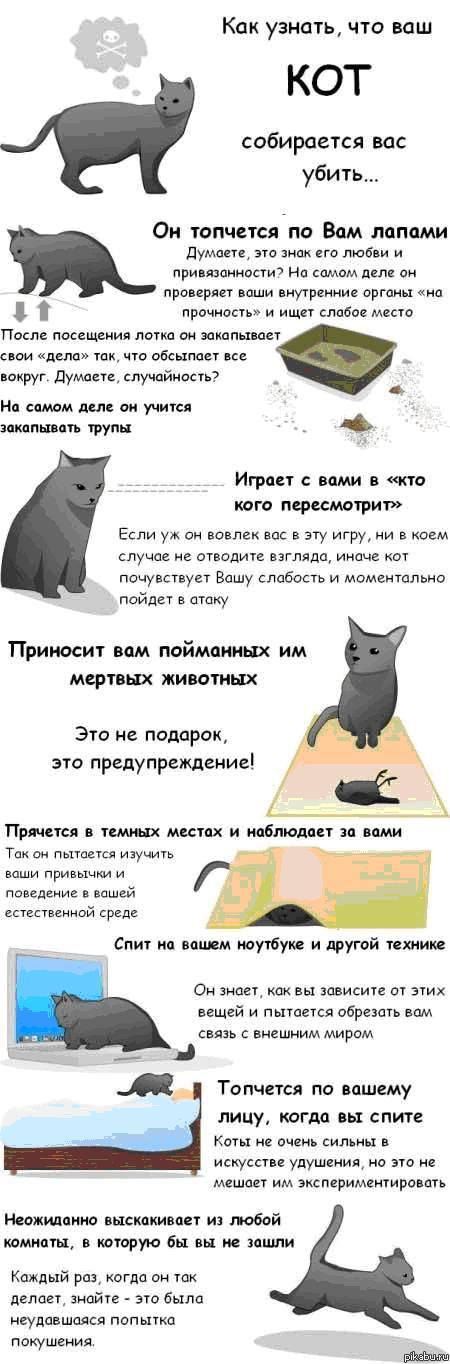 Как понять что кошка доверяет. Как понять кота. Как понять что хочет кот.