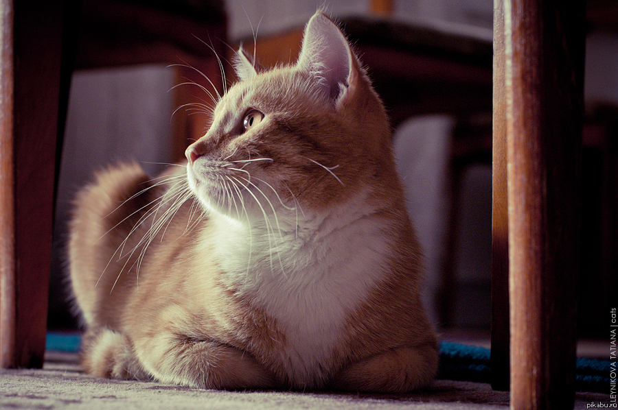 Просто котэ