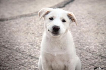 ������ ����