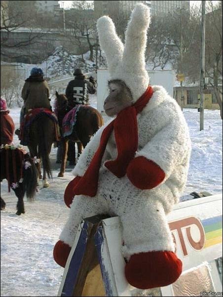 Грустный заяц! :)