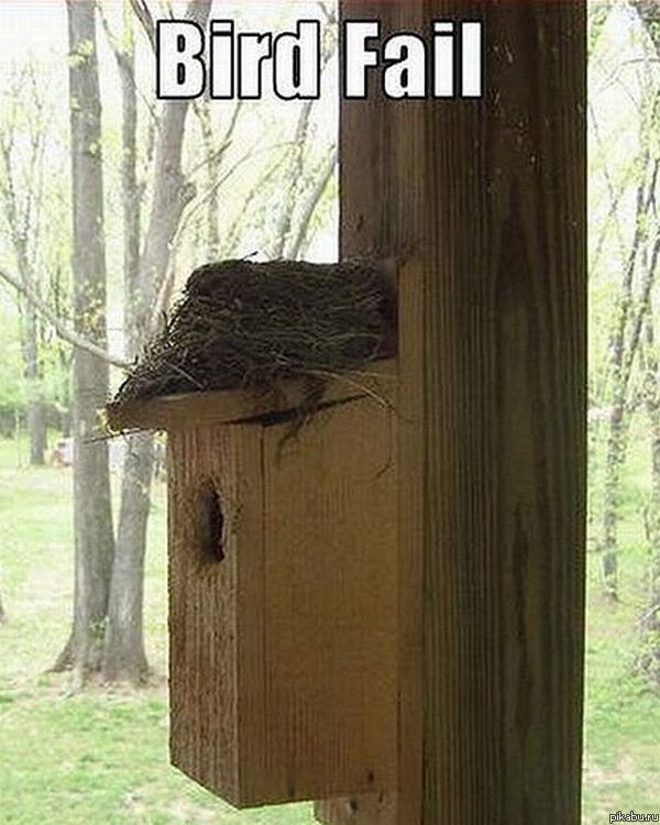 Bird fail.... 